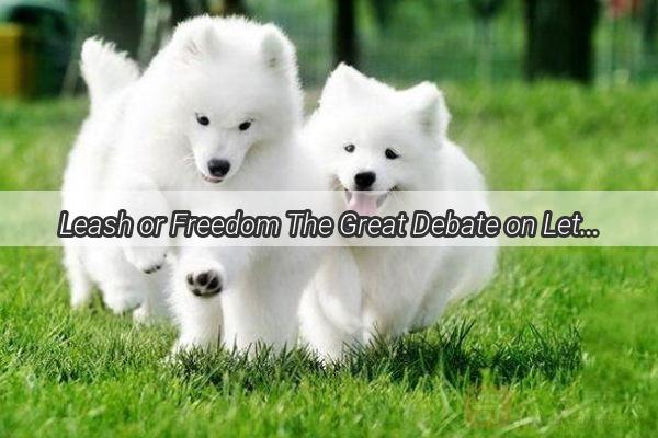 Leash or Freedom The Great Debate on Letting Your New Puppy Roam Free